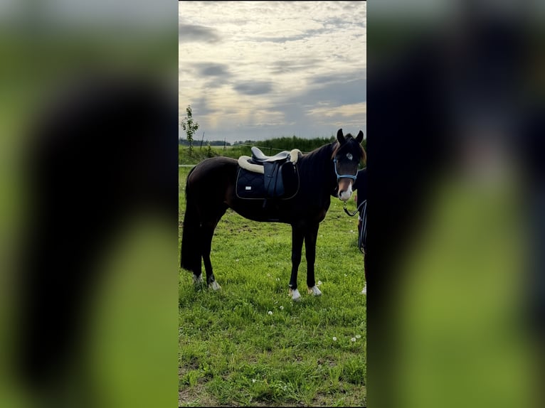 Connemara Mix Wallach 3 Jahre 145 cm Brauner in Mengkofen