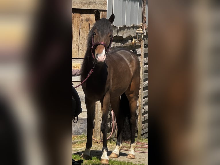 Connemara Mix Wallach 3 Jahre 145 cm Brauner in Mengkofen