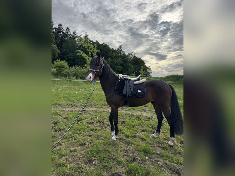 Connemara Mix Wallach 3 Jahre 145 cm Brauner in Mengkofen