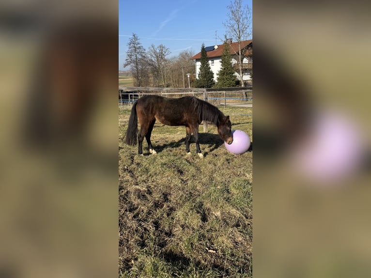 Connemara Mix Wallach 3 Jahre 145 cm Brauner in Mengkofen