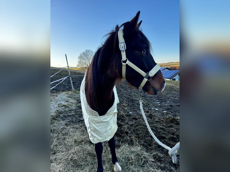 Connemara Mix Wallach 3 Jahre 145 cm Brauner in Mengkofen