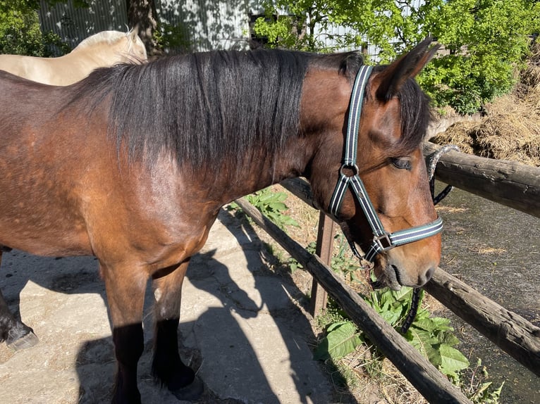 Connemara Mix Wallach 3 Jahre 145 cm Dunkelbrauner in Krummwisch