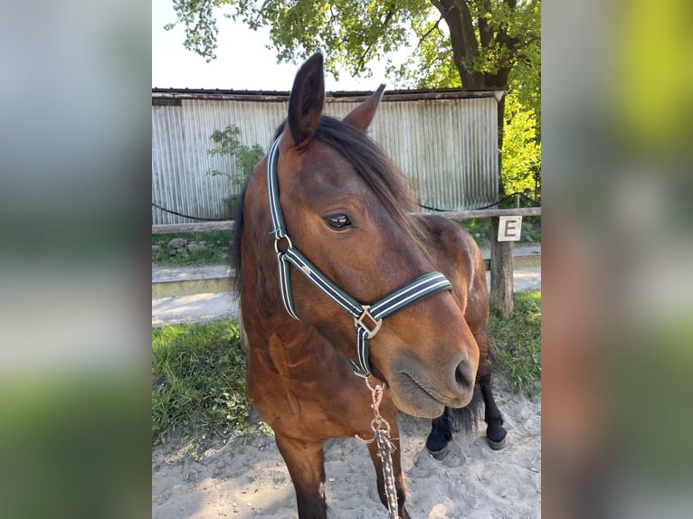 Connemara Mix Wallach 3 Jahre 145 cm Dunkelbrauner in Krummwisch