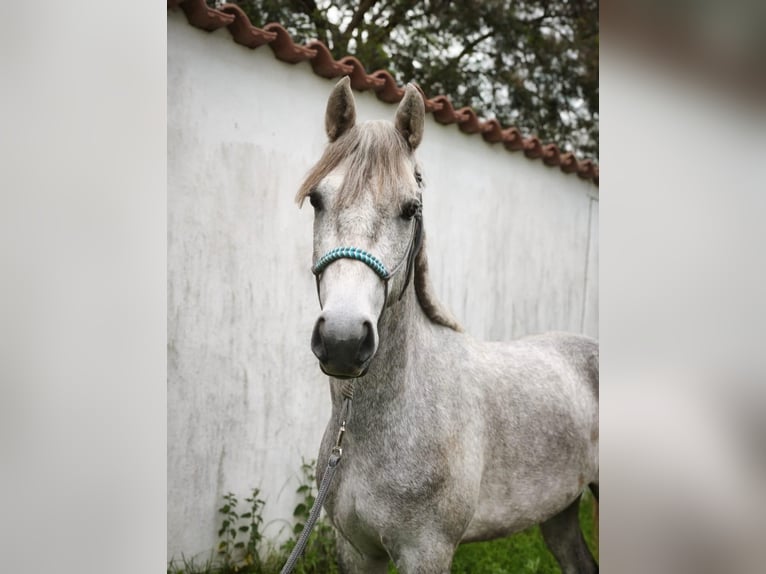 Connemara Wallach 3 Jahre 145 cm Schimmel in Cruzilles-lès-Mépillat