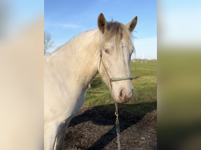 Connemara Wallach 3 Jahre 147 cm Cremello in Zwartewaal
