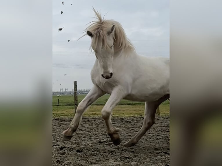 Connemara Wallach 3 Jahre 147 cm Cremello in Zwartewaal