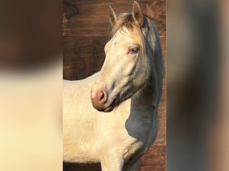 Connemara Wallach 3 Jahre 147 cm Cremello in Zwartewaal