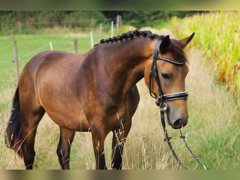Connemara Wallach 3 Jahre 147 cm Falbe in Uelsen
