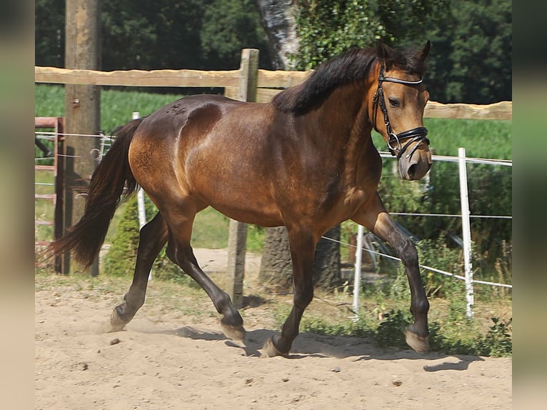 Connemara Wallach 3 Jahre 147 cm Falbe in Uelsen