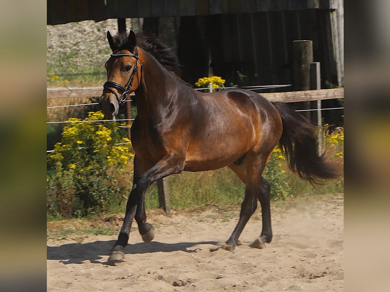 Connemara Wallach 3 Jahre 147 cm Falbe in Uelsen