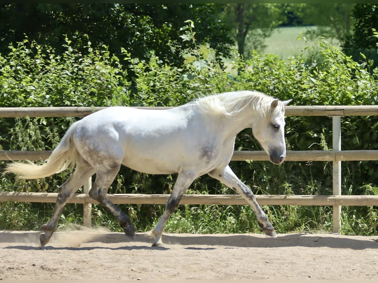 Connemara Wallach 3 Jahre 147 cm Schimmel in Greding