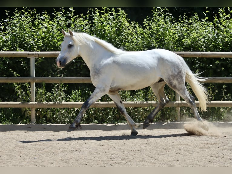 Connemara Wallach 3 Jahre 147 cm Schimmel in Greding