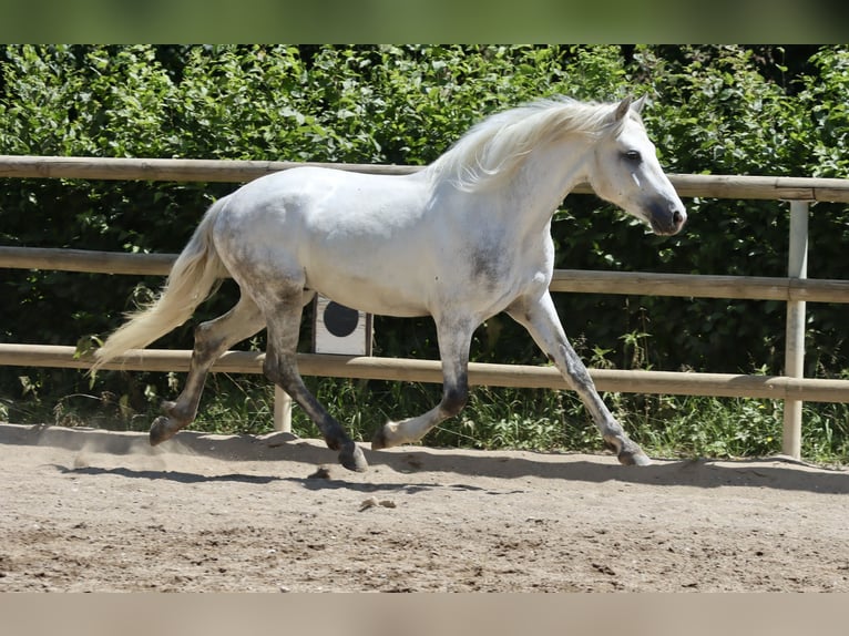 Connemara Wallach 3 Jahre 147 cm Schimmel in Greding