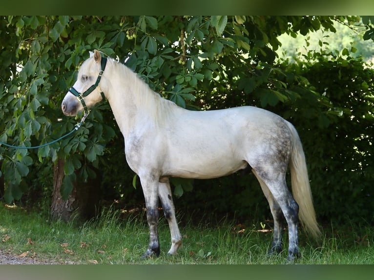 Connemara Wallach 3 Jahre 147 cm Schimmel in Greding