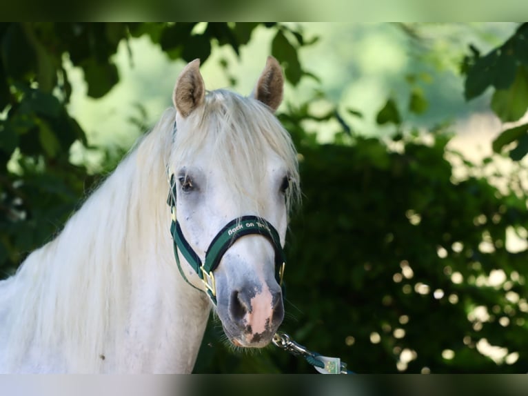 Connemara Wallach 3 Jahre 147 cm Schimmel in Greding