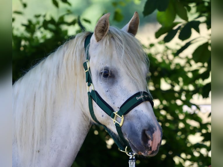 Connemara Wallach 3 Jahre 147 cm Schimmel in Greding