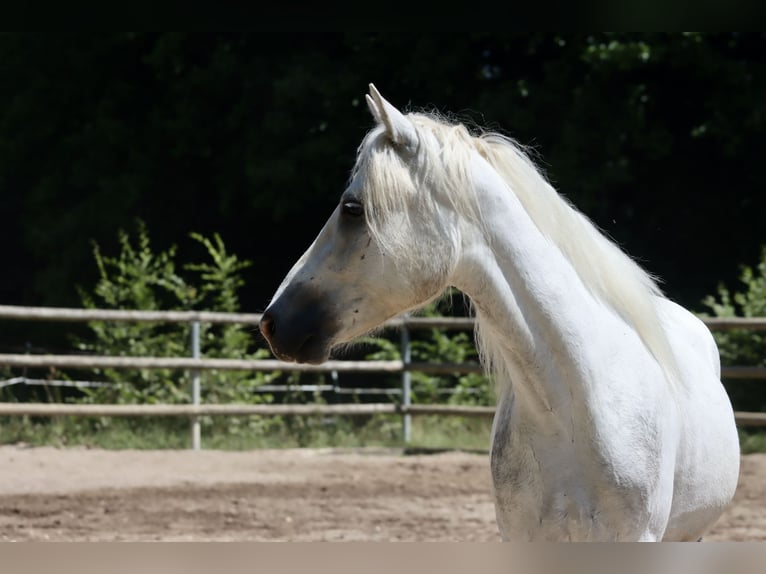 Connemara Wallach 3 Jahre 147 cm Schimmel in Greding