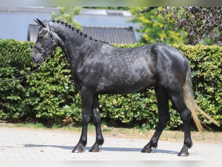 Connemara Wallach 3 Jahre 148 cm Blauschimmel in Zieuwent