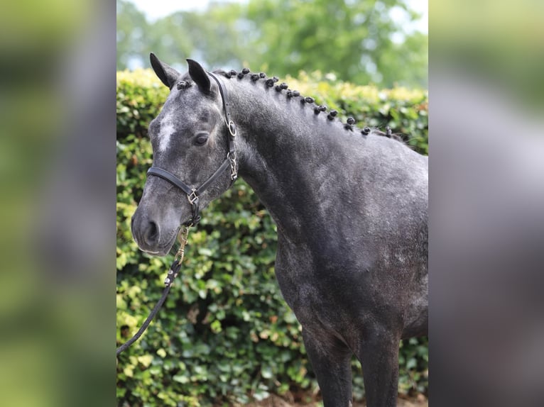 Connemara Wallach 3 Jahre 148 cm Blauschimmel in Zieuwent