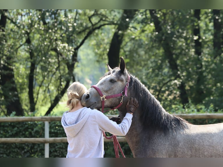 Connemara Wallach 3 Jahre 148 cm Schimmel in Greding