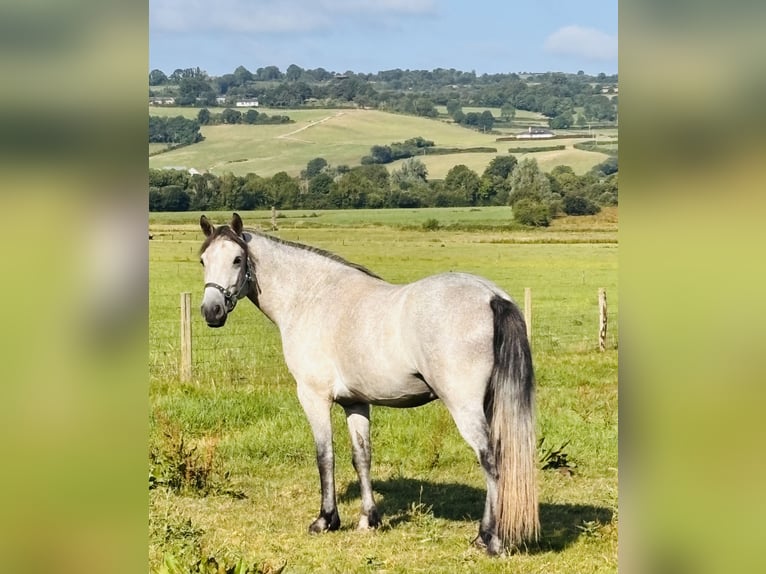 Connemara Wallach 3 Jahre 148 cm Schimmel in Thurles