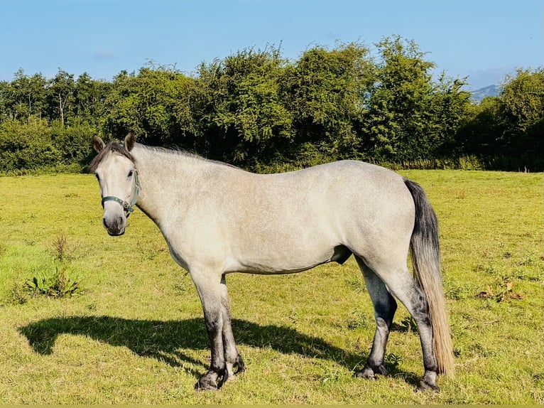 Connemara Wallach 3 Jahre 148 cm Schimmel in Thurles