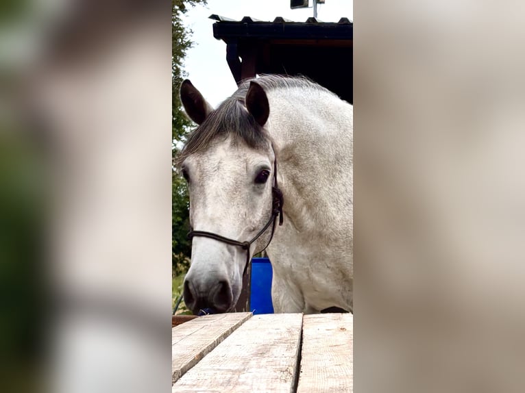Connemara Wallach 3 Jahre 148 cm Schimmel in Thurles