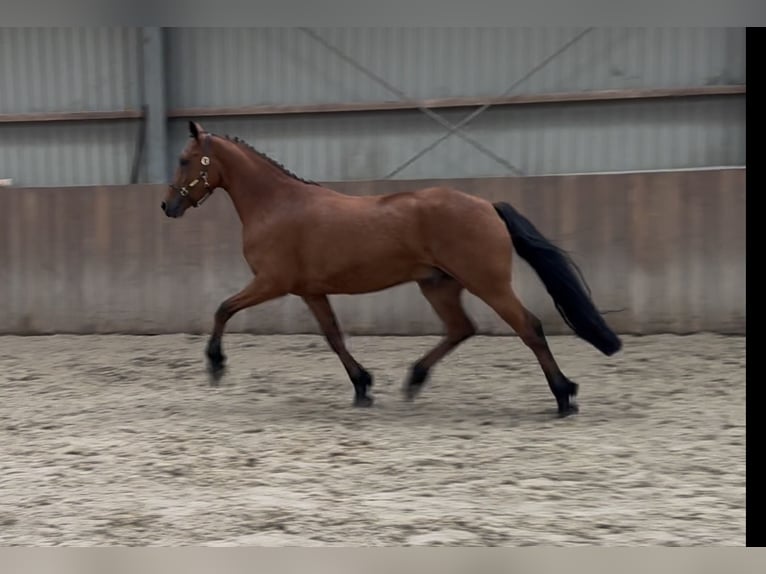 Connemara Wallach 3 Jahre 150 cm Brauner in Zieuwent