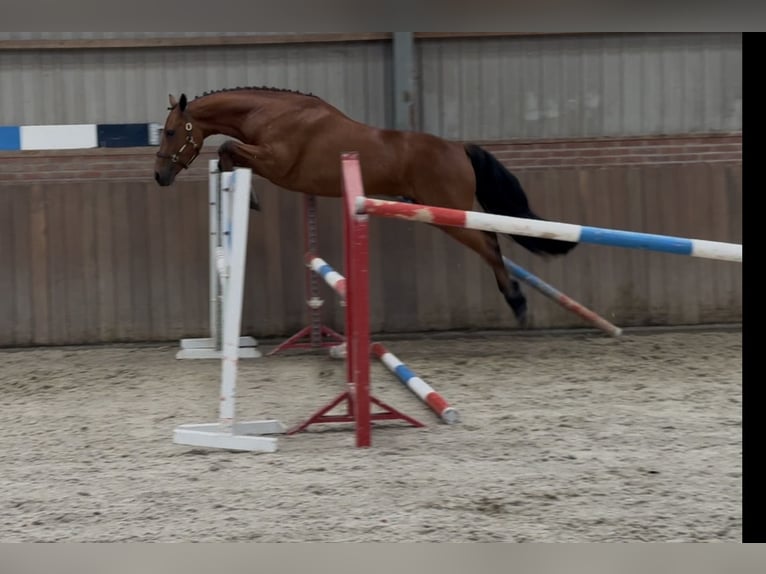 Connemara Wallach 3 Jahre 150 cm Brauner in Zieuwent
