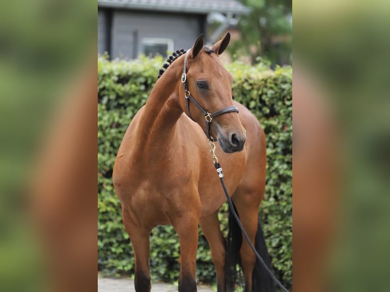 Connemara Wallach 3 Jahre 150 cm Brauner in Zieuwent