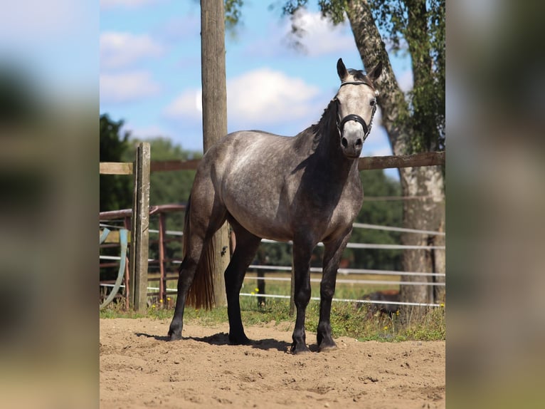 Connemara Wallach 3 Jahre 150 cm Braunfalbschimmel in uelsen