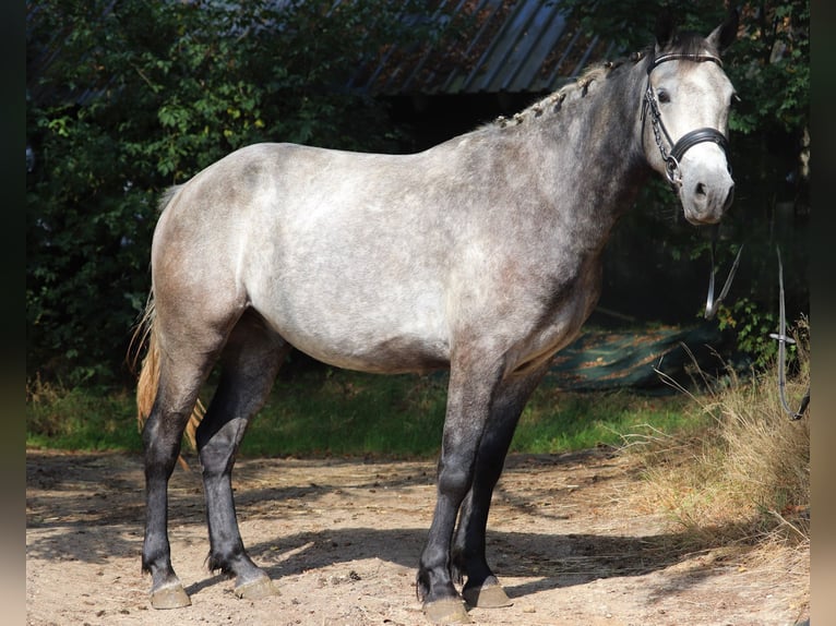 Connemara Wallach 3 Jahre 150 cm Braunfalbschimmel in uelsen
