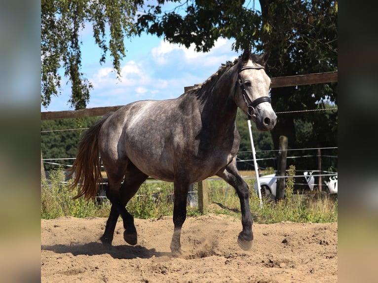 Connemara Wallach 3 Jahre 150 cm Braunfalbschimmel in uelsen