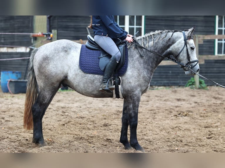 Connemara Wallach 3 Jahre 150 cm Braunfalbschimmel in uelsen
