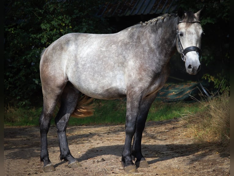 Connemara Wallach 3 Jahre 150 cm Braunfalbschimmel in uelsen