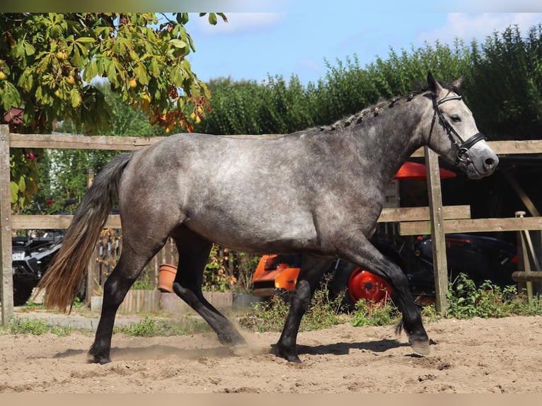 Connemara Wallach 3 Jahre 150 cm Braunfalbschimmel in uelsen