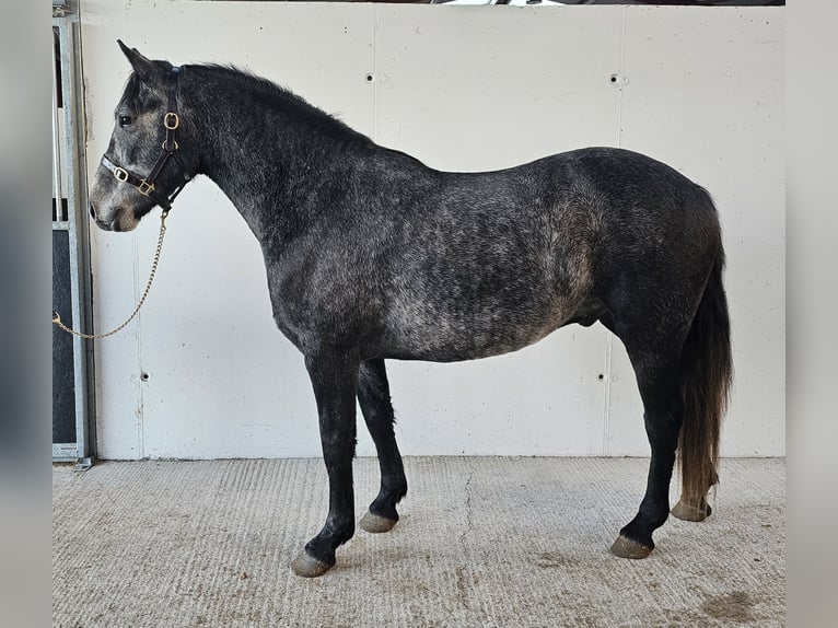 Connemara Wallach 3 Jahre 151 cm Schimmel in Birr