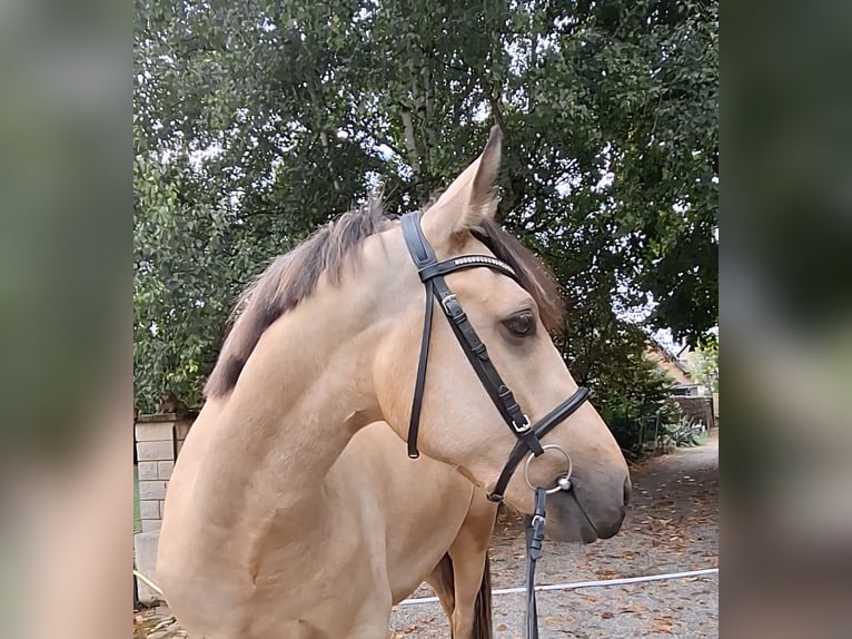 Connemara Wallach 3 Jahre 153 cm Falbe in Berentzwiller