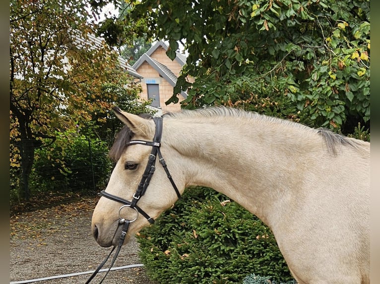 Connemara Wallach 3 Jahre 153 cm Falbe in Berentzwiller
