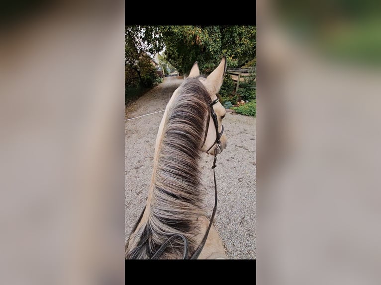 Connemara Wallach 3 Jahre 153 cm Falbe in Berentzwiller