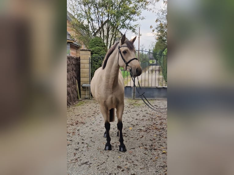 Connemara Wallach 3 Jahre 153 cm Falbe in Berentzwiller