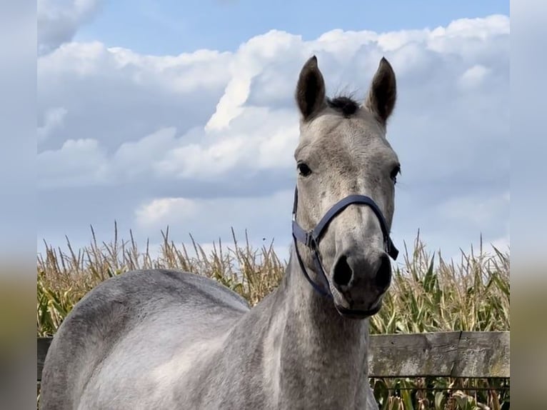 Connemara Wallach 3 Jahre 153 cm Schimmel in Barneveld