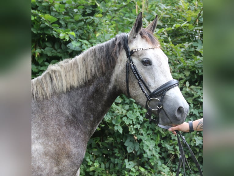 Connemara Wallach 3 Jahre 155 cm Rappschimmel in Wachtendonk