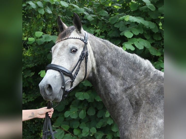 Connemara Wallach 3 Jahre 155 cm Rappschimmel in Wachtendonk