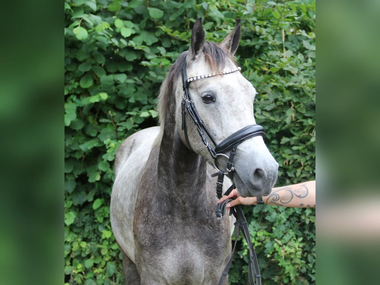Connemara Wallach 3 Jahre 155 cm Rappschimmel in Wachtendonk
