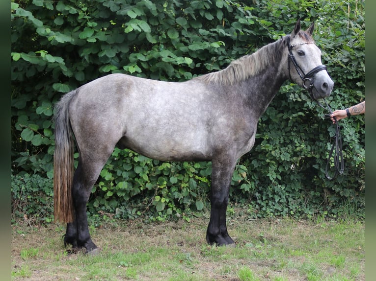 Connemara Wallach 3 Jahre 155 cm Rappschimmel in Wachtendonk