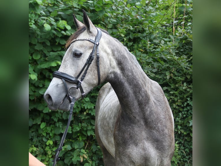 Connemara Wallach 3 Jahre 155 cm Rappschimmel in Wachtendonk