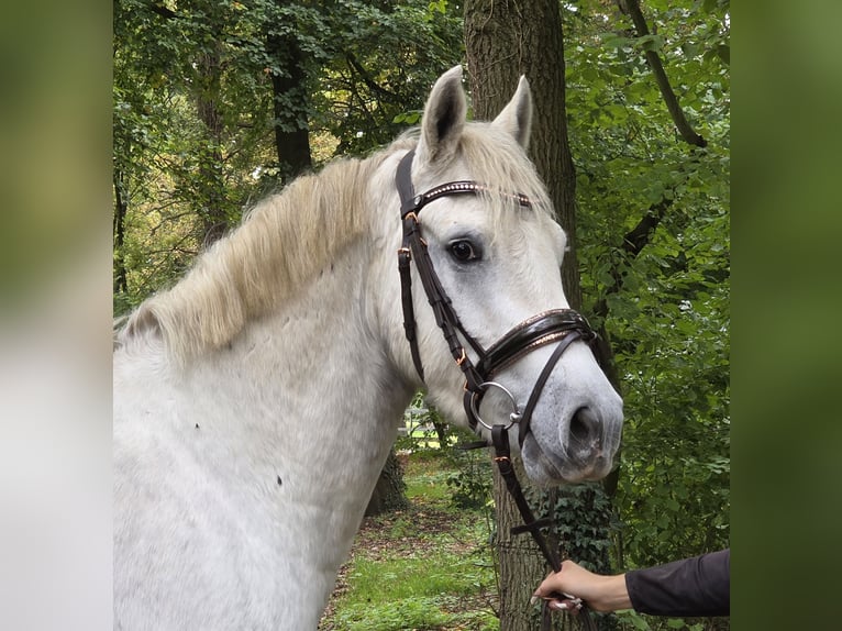 Connemara Wallach 3 Jahre 157 cm Schimmel in Wachtendonk