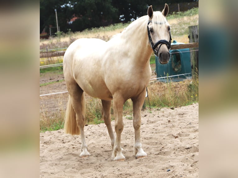 Connemara Mix Wallach 3 Jahre Palomino in Uelsen