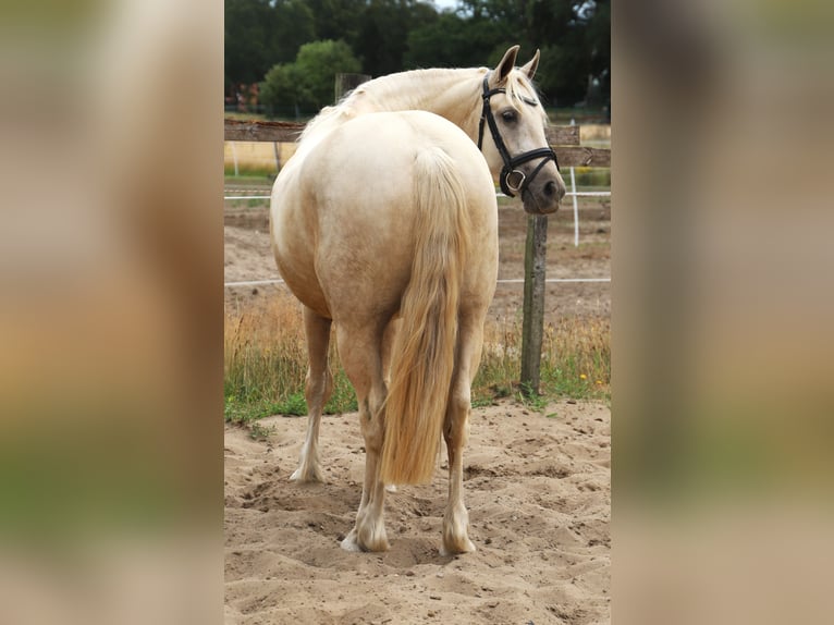 Connemara Mix Wallach 3 Jahre Palomino in Uelsen